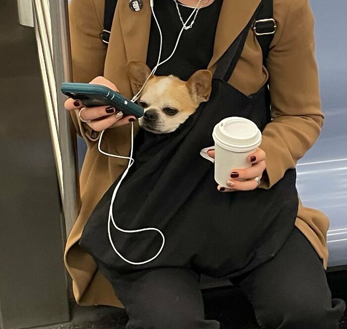 95 Adorable Dogs Riding In Bags As Shared By This Viral Page (New Pics)