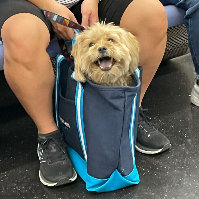 95 Adorable Dogs Riding In Bags As Shared By This Viral Page (New Pics)