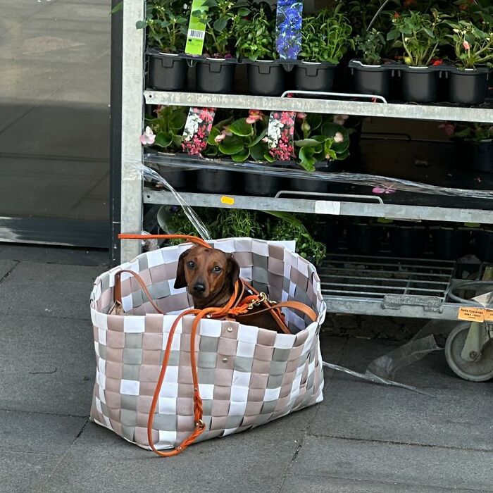 95 Adorable Dogs Riding In Bags As Shared By This Viral Page (New Pics)