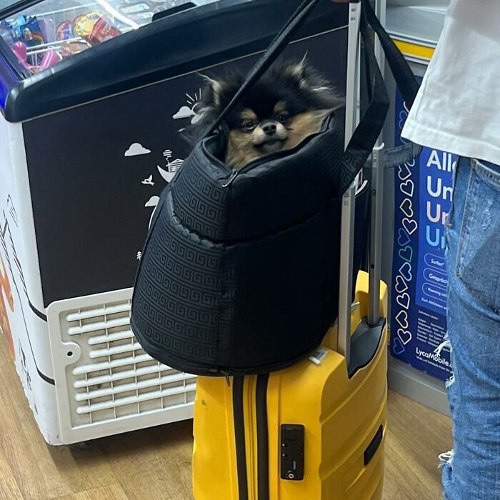 95 Adorable Dogs Riding In Bags As Shared By This Viral Page (New Pics)