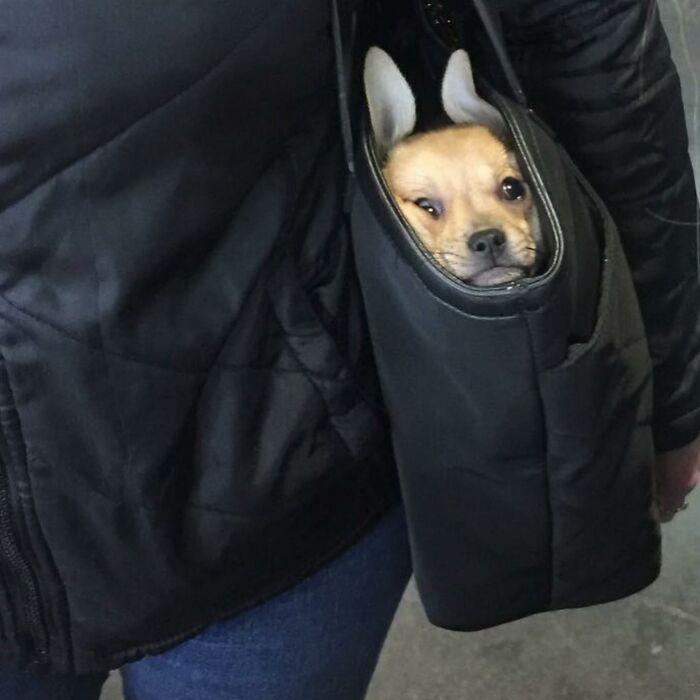 95 Adorable Dogs Riding In Bags As Shared By This Viral Page (New Pics)
