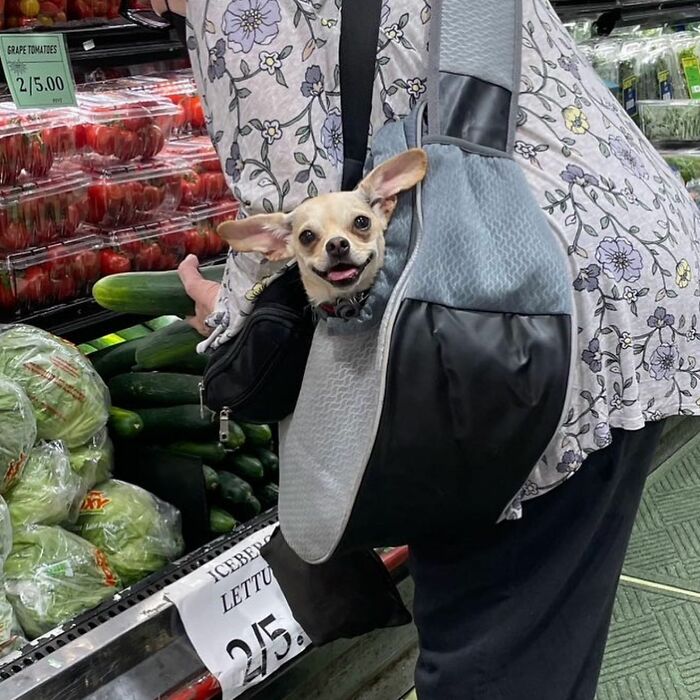 95 Adorable Dogs Riding In Bags As Shared By This Viral Page (New Pics)