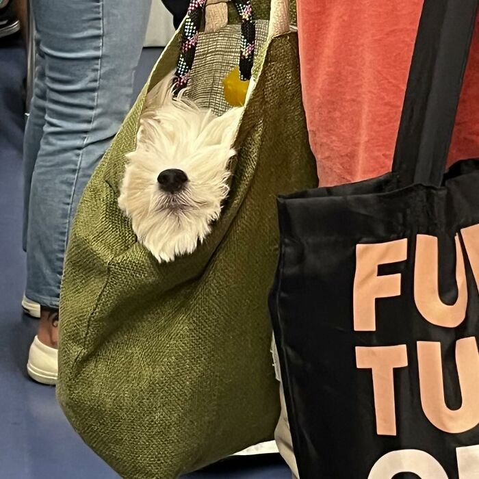 95 Adorable Dogs Riding In Bags As Shared By This Viral Page (New Pics)