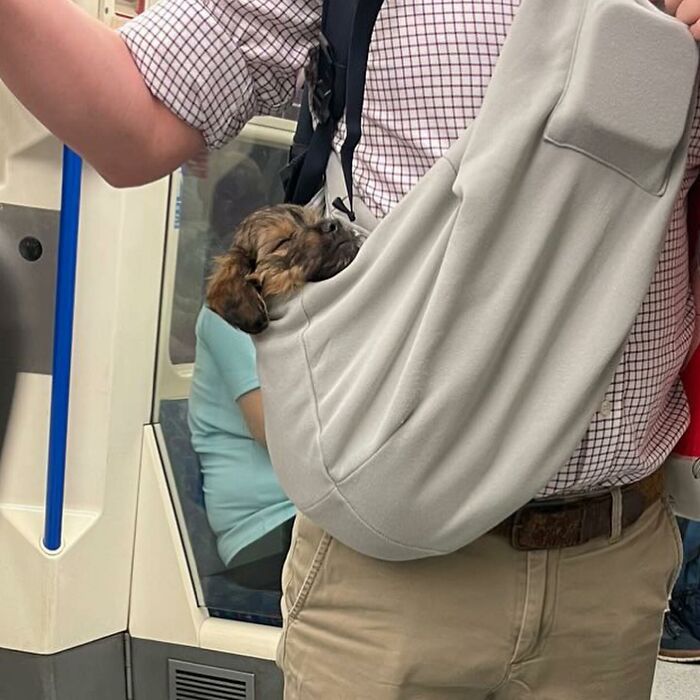 95 Adorable Dogs Riding In Bags As Shared By This Viral Page (New Pics)