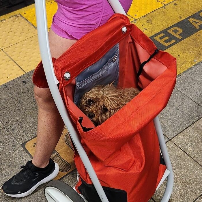 95 Adorable Dogs Riding In Bags As Shared By This Viral Page (New Pics)