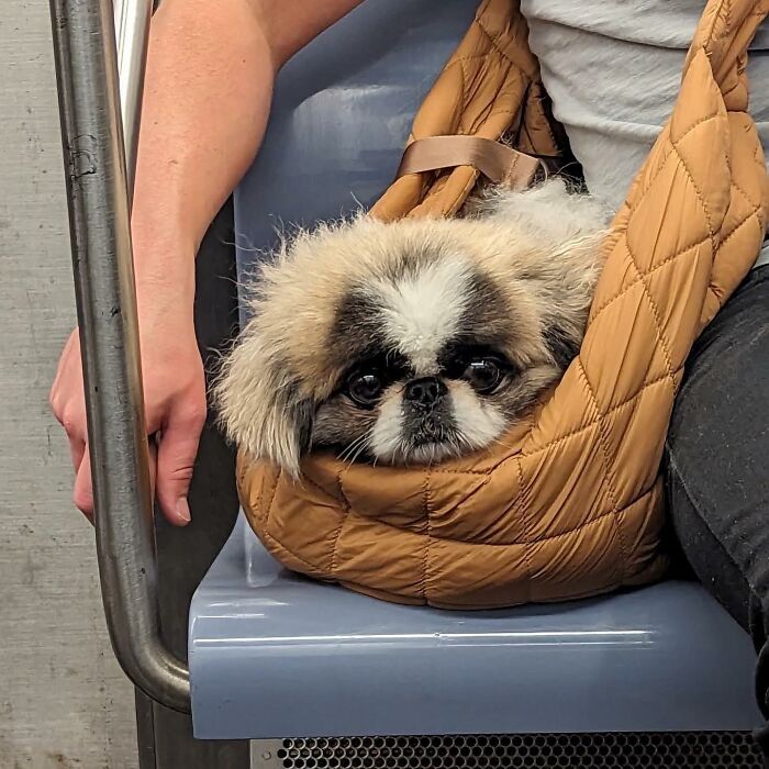 95 Adorable Dogs Riding In Bags As Shared By This Viral Page (New Pics)