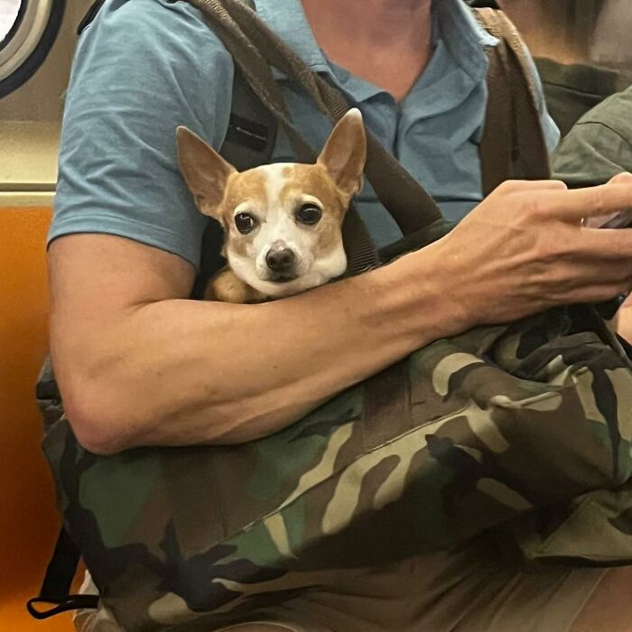 95 Adorable Dogs Riding In Bags As Shared By This Viral Page (New Pics)