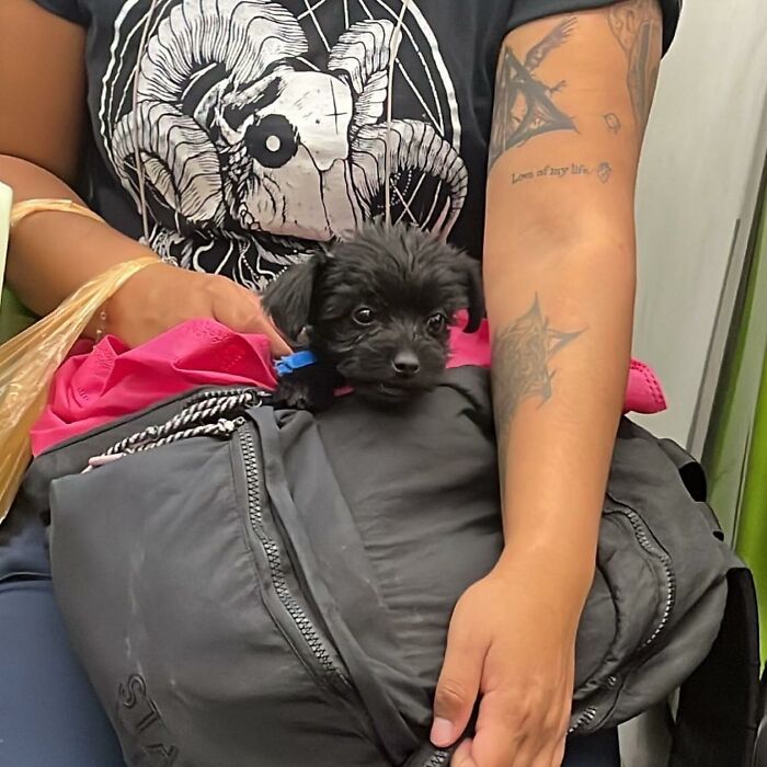 95 Adorable Dogs Riding In Bags As Shared By This Viral Page (New Pics)