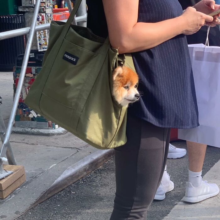 95 Adorable Dogs Riding In Bags As Shared By This Viral Page (New Pics)