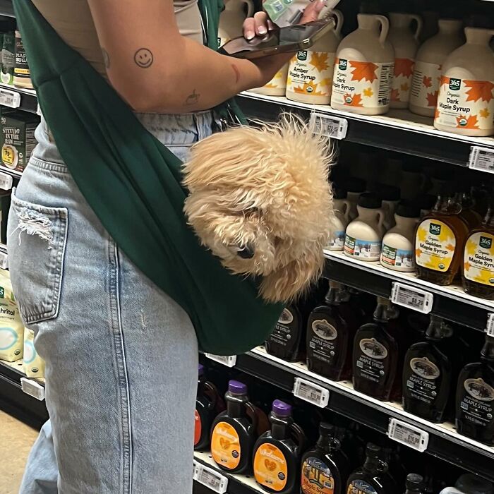 95 Adorable Dogs Riding In Bags As Shared By This Viral Page (New Pics)