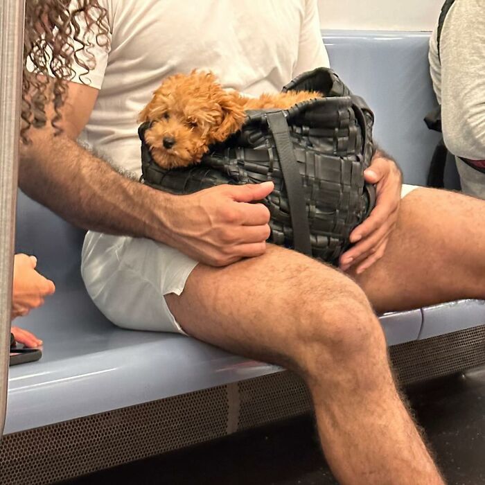 95 Adorable Dogs Riding In Bags As Shared By This Viral Page (New Pics)