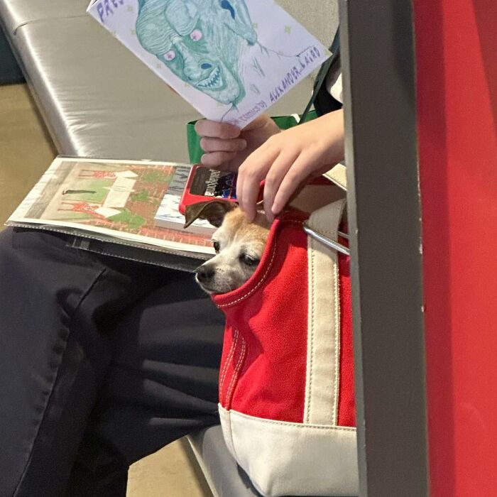 95 Adorable Dogs Riding In Bags As Shared By This Viral Page (New Pics)