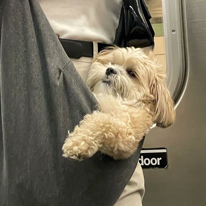95 Adorable Dogs Riding In Bags As Shared By This Viral Page (New Pics)