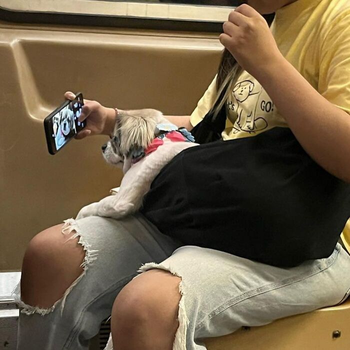 95 Adorable Dogs Riding In Bags As Shared By This Viral Page (New Pics)