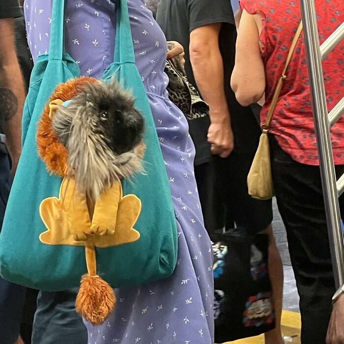 95 Adorable Dogs Riding In Bags As Shared By This Viral Page (New Pics)