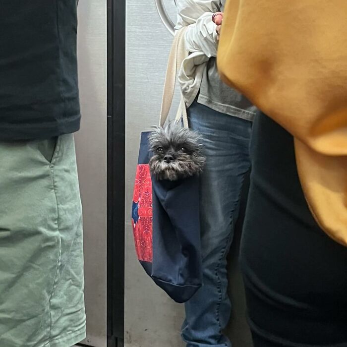 95 Adorable Dogs Riding In Bags As Shared By This Viral Page (New Pics)