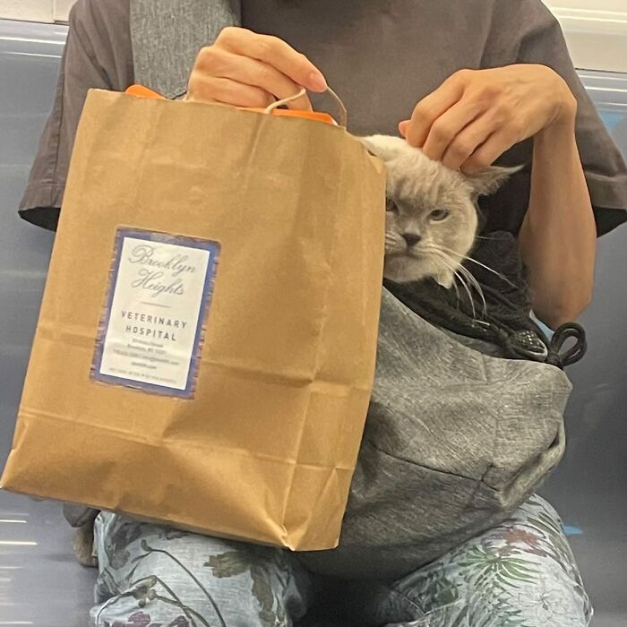 95 Adorable Dogs Riding In Bags As Shared By This Viral Page (New Pics)