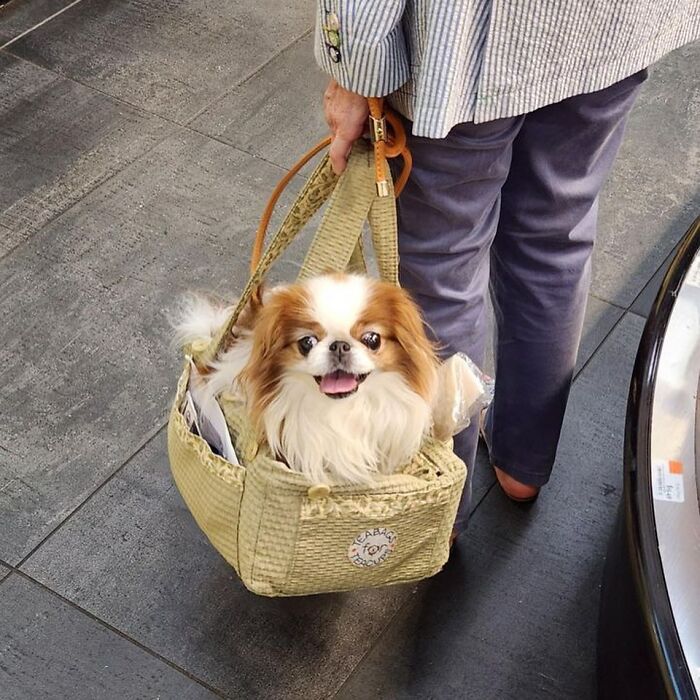 95 Adorable Dogs Riding In Bags As Shared By This Viral Page (New Pics)