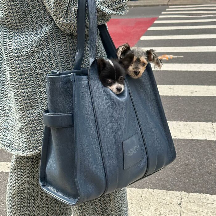 95 Adorable Dogs Riding In Bags As Shared By This Viral Page (New Pics)