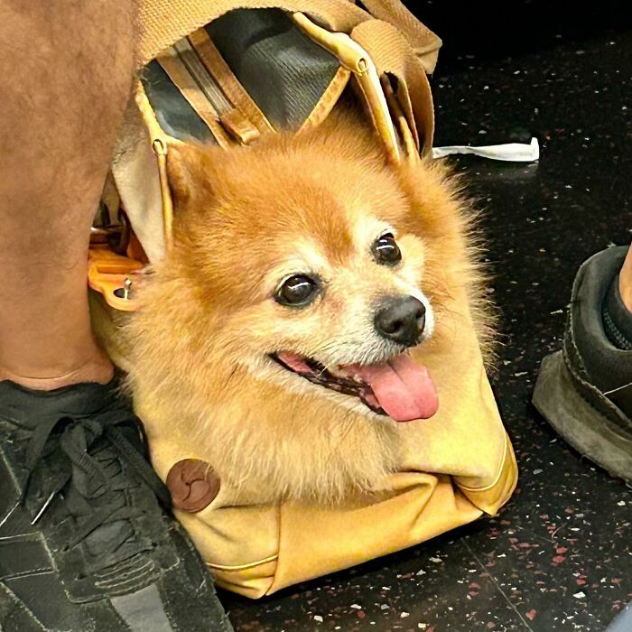 95 Adorable Dogs Riding In Bags As Shared By This Viral Page (New Pics)