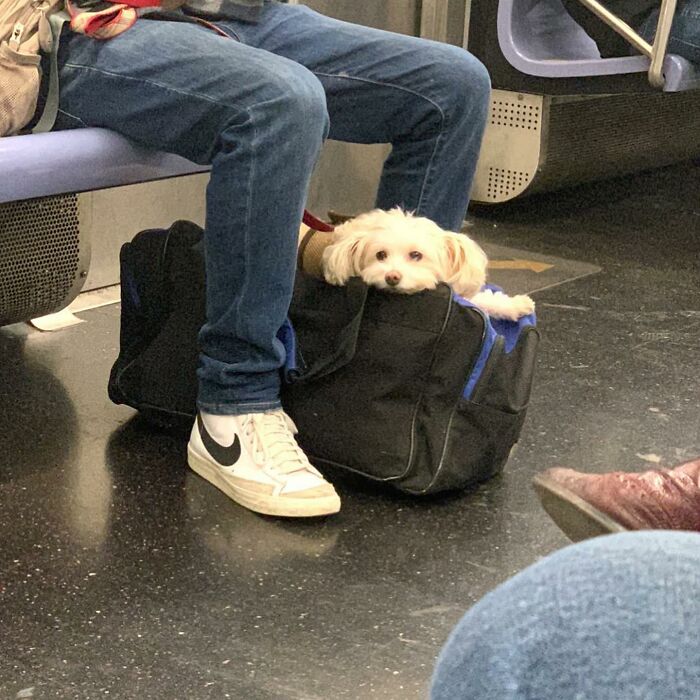 95 Adorable Dogs Riding In Bags As Shared By This Viral Page (New Pics)