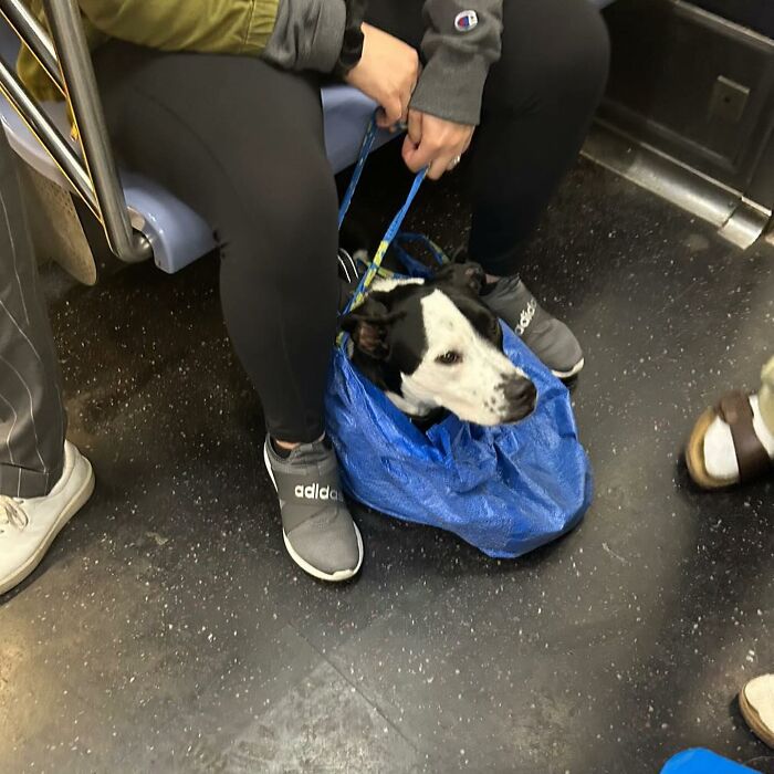 95 Adorable Dogs Riding In Bags As Shared By This Viral Page (New Pics)