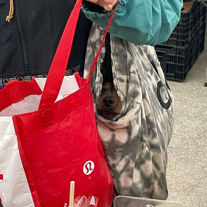 95 Adorable Dogs Riding In Bags As Shared By This Viral Page (New Pics)