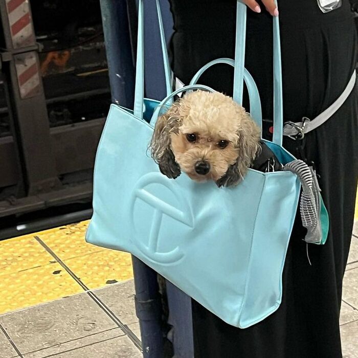 95 Adorable Dogs Riding In Bags As Shared By This Viral Page (New Pics)
