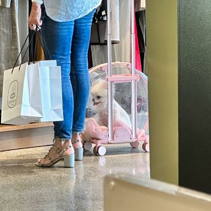 95 Adorable Dogs Riding In Bags As Shared By This Viral Page (New Pics)