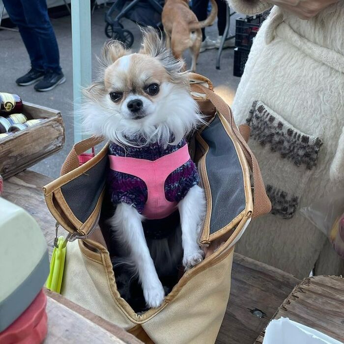 95 Adorable Dogs Riding In Bags As Shared By This Viral Page (New Pics)