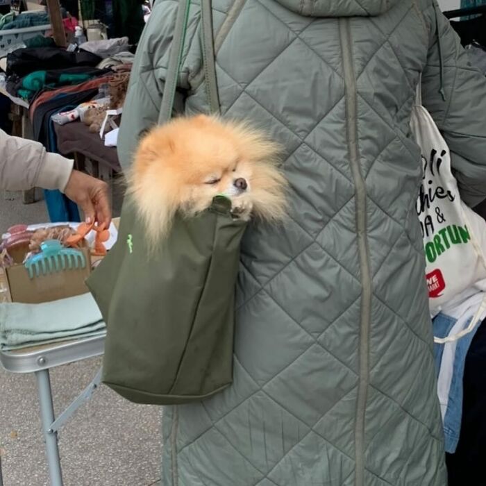 95 Adorable Dogs Riding In Bags As Shared By This Viral Page (New Pics)