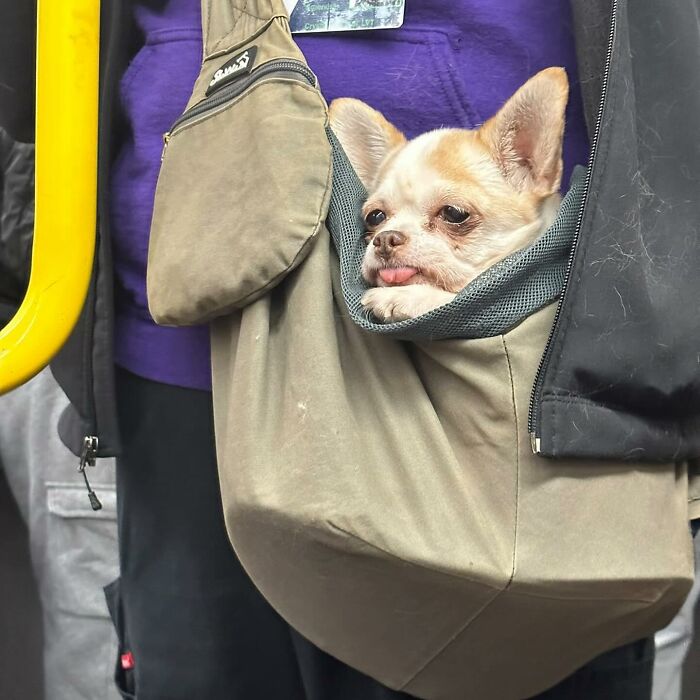 95 Adorable Dogs Riding In Bags As Shared By This Viral Page (New Pics)
