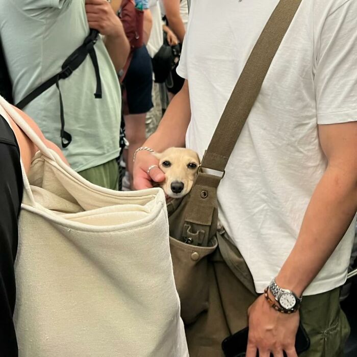 95 Adorable Dogs Riding In Bags As Shared By This Viral Page (New Pics)