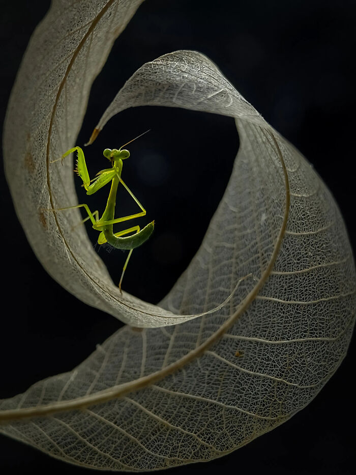 This Photographer Captures Incredibly Detailed Insect Photos Using Only A Smartphone (32 Pics)