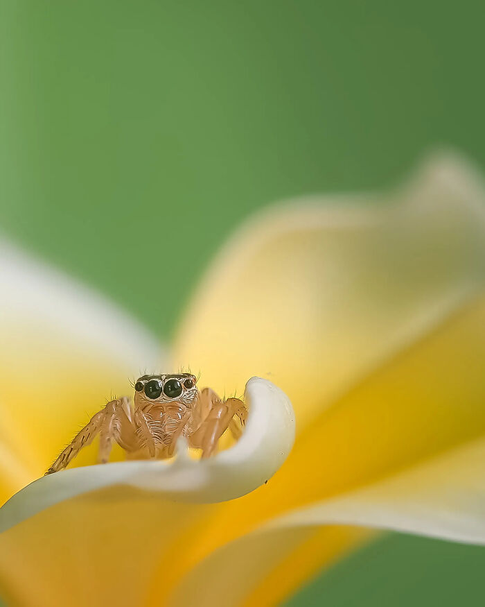 This Photographer Captures Incredibly Detailed Insect Photos Using Only A Smartphone (32 Pics)
