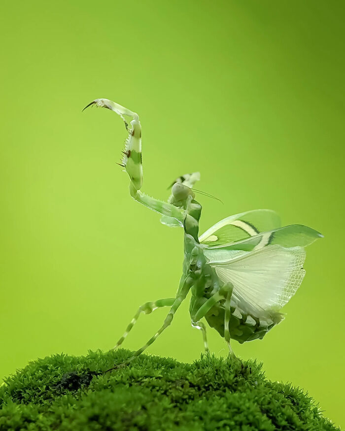 This Photographer Captures Incredibly Detailed Insect Photos Using Only A Smartphone (32 Pics)