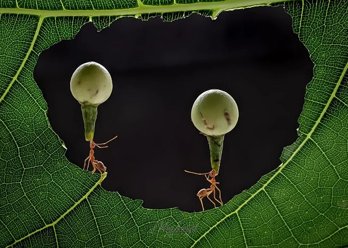 This Photographer Captures Incredibly Detailed Insect Photos Using Only A Smartphone (32 Pics)