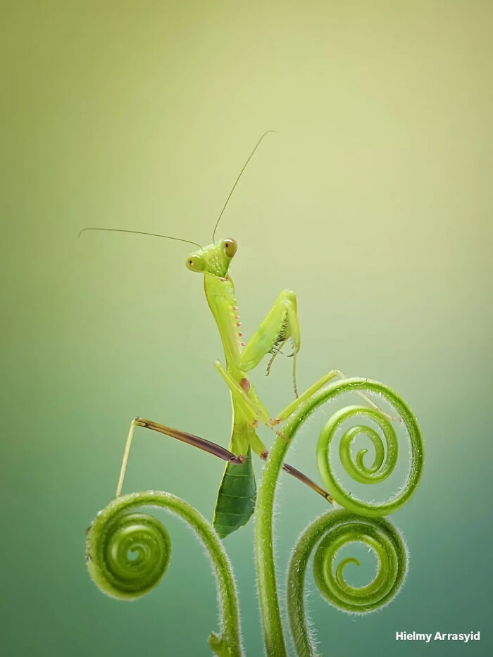 This Photographer Captures Incredibly Detailed Insect Photos Using Only A Smartphone (32 Pics)