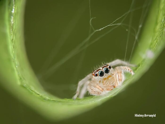 This Photographer Captures Incredibly Detailed Insect Photos Using Only A Smartphone (32 Pics)