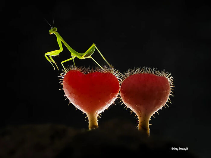 This Photographer Captures Incredibly Detailed Insect Photos Using Only A Smartphone (32 Pics)