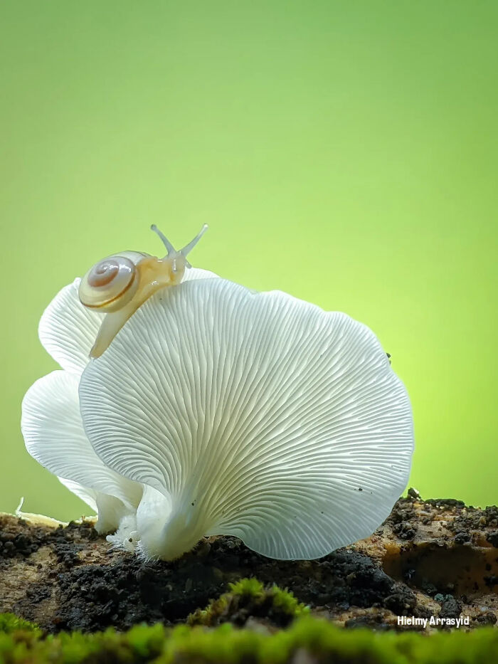 This Photographer Captures Incredibly Detailed Insect Photos Using Only A Smartphone (32 Pics)