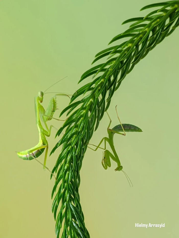 This Photographer Captures Incredibly Detailed Insect Photos Using Only A Smartphone (32 Pics)