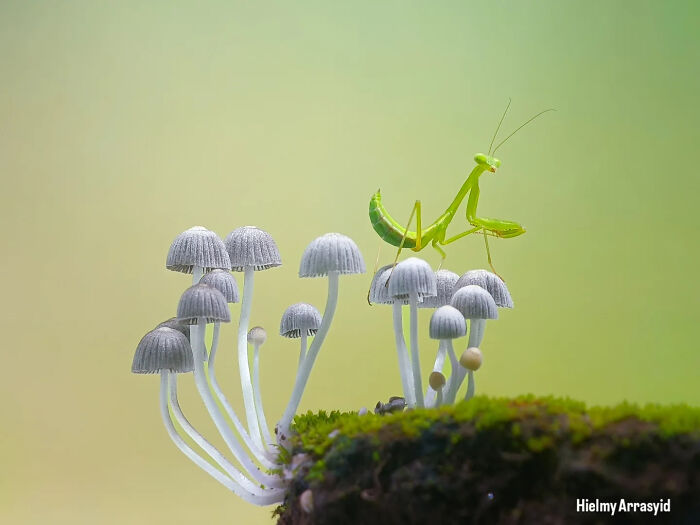 This Photographer Captures Incredibly Detailed Insect Photos Using Only A Smartphone (32 Pics)