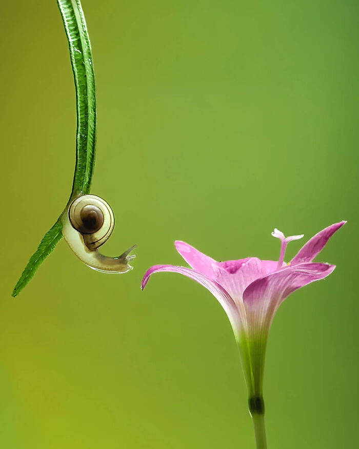 This Photographer Captures Incredibly Detailed Insect Photos Using Only A Smartphone (32 Pics)