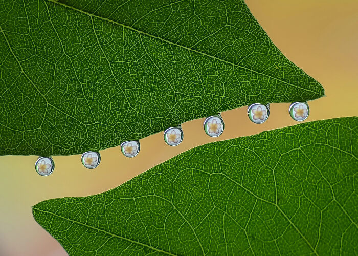 This Photographer Captures Incredibly Detailed Insect Photos Using Only A Smartphone (32 Pics)
