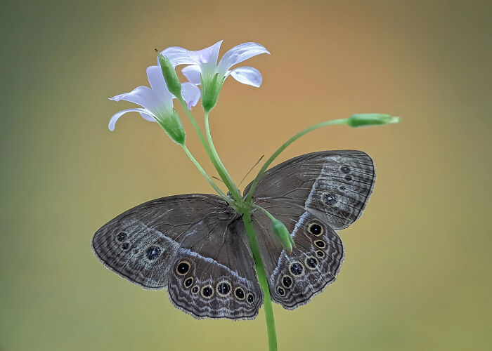This Photographer Captures Incredibly Detailed Insect Photos Using Only A Smartphone (32 Pics)