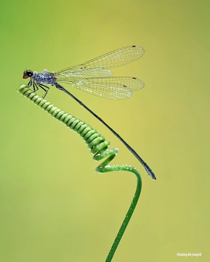 This Photographer Captures Incredibly Detailed Insect Photos Using Only A Smartphone (32 Pics)