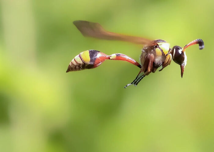 This Photographer Captures Incredibly Detailed Insect Photos Using Only A Smartphone (32 Pics)