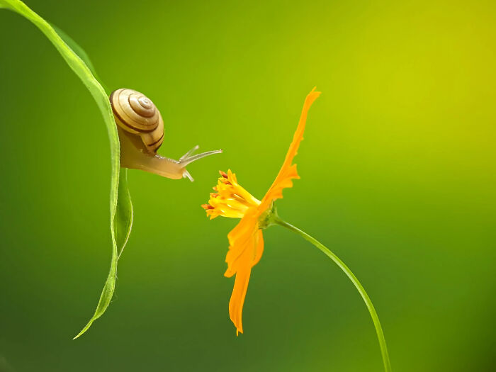 This Photographer Captures Incredibly Detailed Insect Photos Using Only A Smartphone (32 Pics)