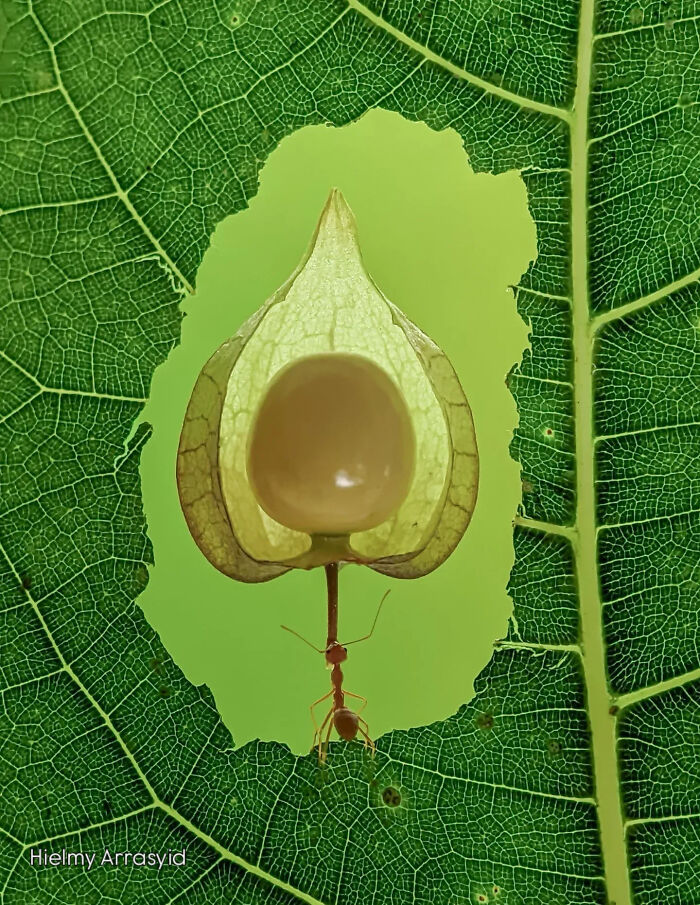 This Photographer Captures Incredibly Detailed Insect Photos Using Only A Smartphone (32 Pics)
